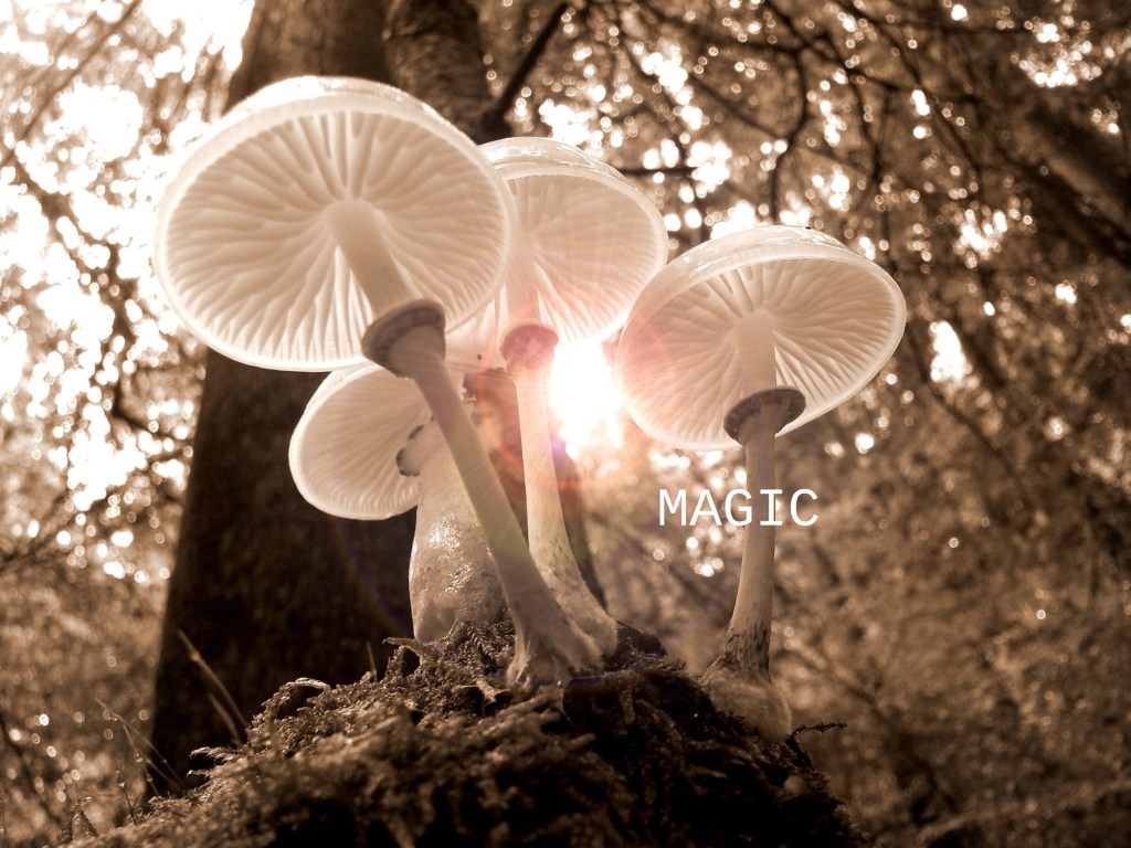 Magic Mushroom