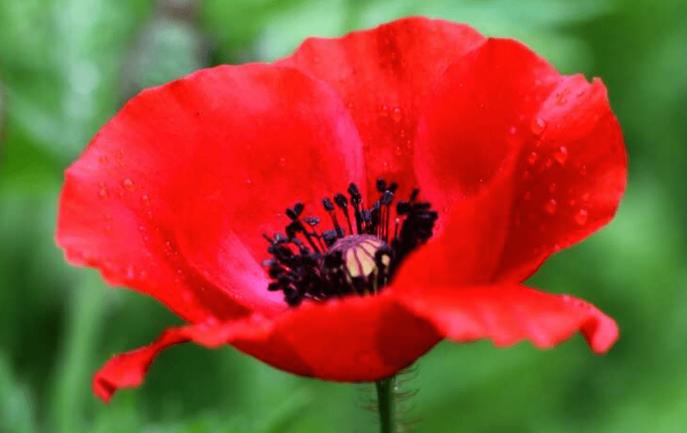 Poppy Flower